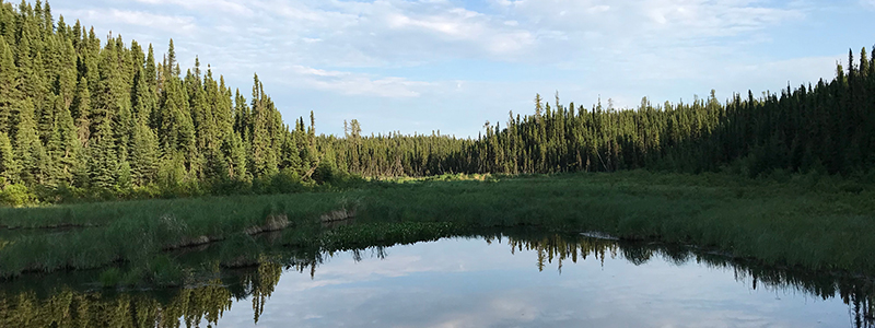 ARB Pond